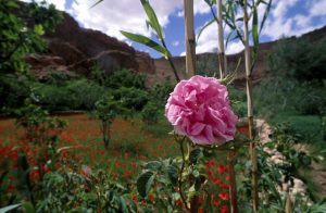 گل محمدی Rosa damascena