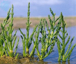 Salicornia Persian Golf سالی کورنیا خلیج فارس