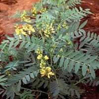 سنای هندی cassia angustifolia