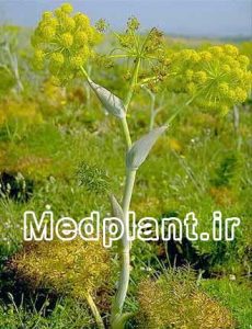 باریجه ferula gummosa (2)