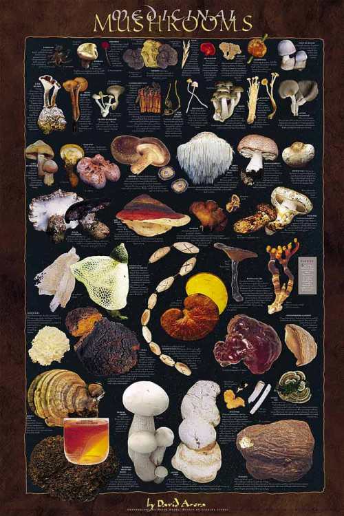 قارچ های دارویی Medicinal Mushroom