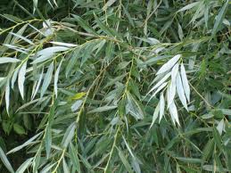بید سفید Salix alba