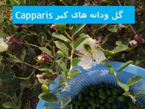 گل ودانه کبر Capparis spinosa