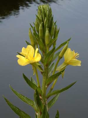 گل مغربی Oenothera biennis