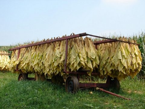tobacco drying خشک کردن تنباکو