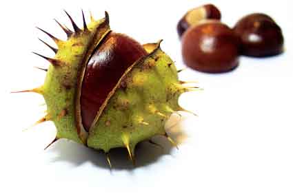 horse chestnut شاه بلوط هندی