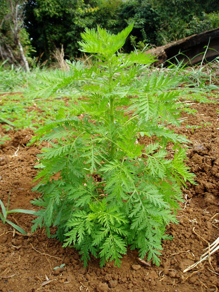 Artemisia annua گندواش درمنه یکساله