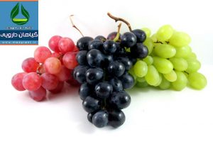 انگور Vitis vinifera