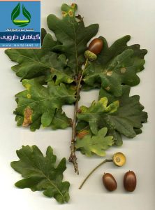بلوط Quercus infectoria
