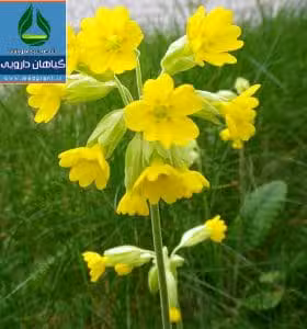 گیاه دارویی پامچال طبی Primula veris