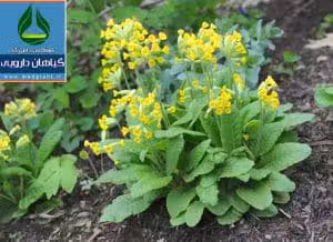 گیاه دارویی پامچال طبی Primula veris