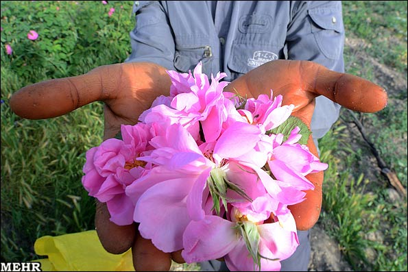 گردآوری گونه های به‌نژادی شده گل محمدی(ص) در صفادشت