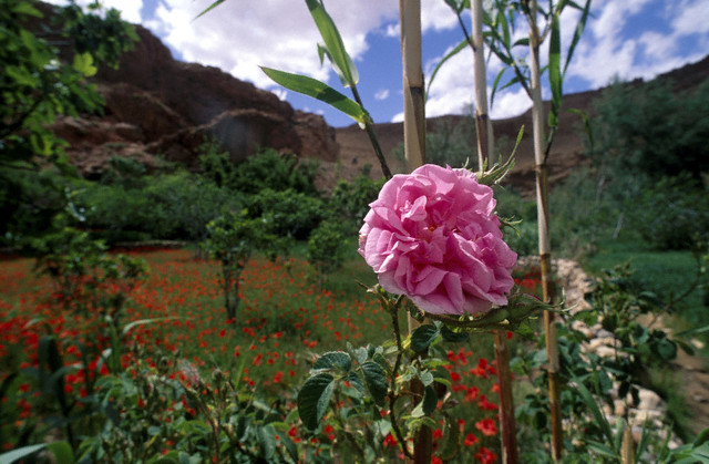 برداشت گل محمدی در «قمصر مشهد»