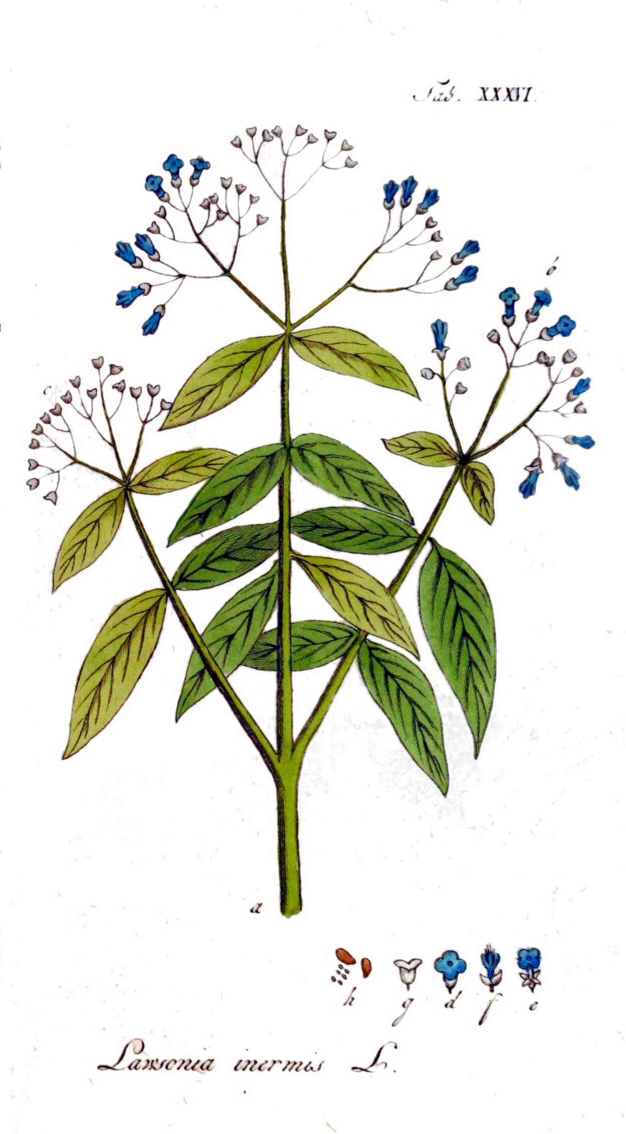 کاربردهای صنعتی گیاه حنا Lawsonia inermis
