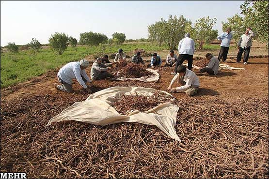 ضرورت کشت گیاهان شورزی از جمله روناس در کشور