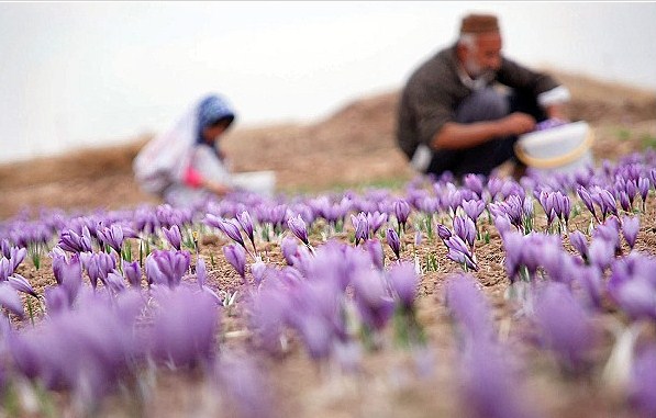 برداشت ۱۲۰۰ کیلوگرم زعفران خشک از مزارع شهرستان نطنز