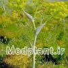 باریجه ferula gummosa (2)