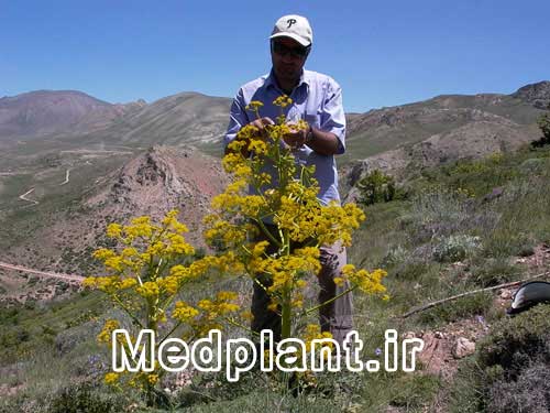 باریجه، گیاه استراتژیک مراتع ایران