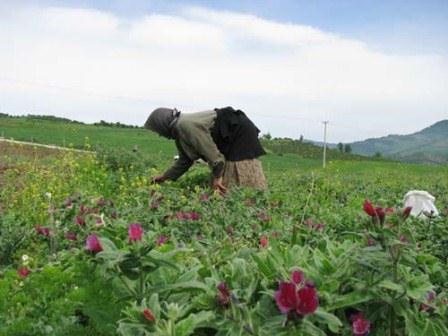 فروش محصول گل گاوزبان در استان مازندران به قیمت کیلویی ۱۰۰ هزار تومان