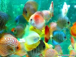 اثر اسانس چند گیاه دارویی بر سیستم ایمنی ماهی قزل آلای رنگین کمان (Oncorhynchus mykiss)
