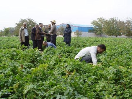 کشت گیاه دارویی سنبل‌الطیب در شهر خسروشاه آذربایجان