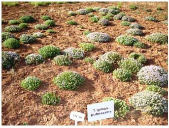 اجرای طرح پایلوت کشت گیاهان دارویی در هنرستان کشاورزی یاسوج