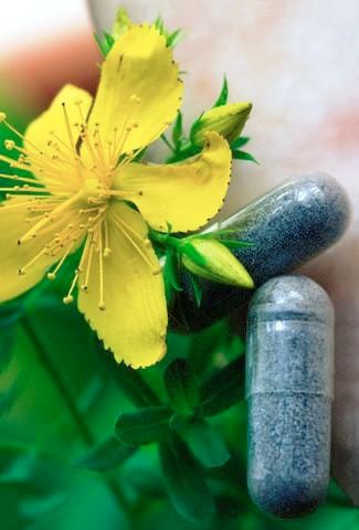 تولید داروی گیاهی درمان چاقی با استفاده از گیاه هوفاریقون