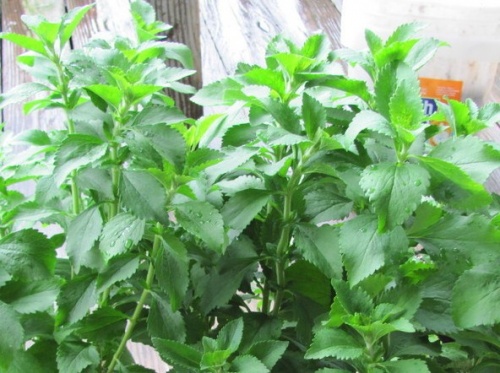 آشنایی با گیاه دارویی استویا Stevia rebaudiana