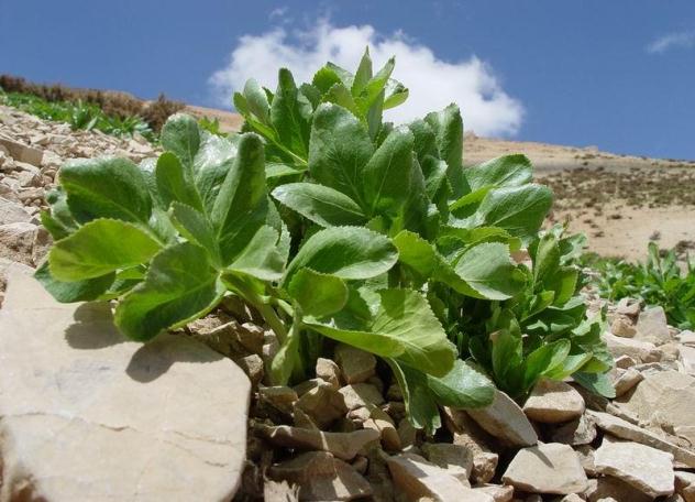بهره برداری از سایت الگویی گیاهان دارویی در روستای شیرمرد