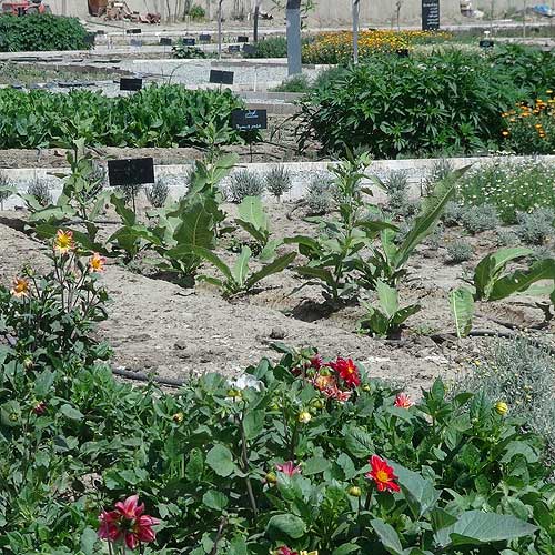 باغ گیاهان دارویی در دانشکده داروسازی همدان