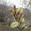 بیدمشک Salix aegyptica