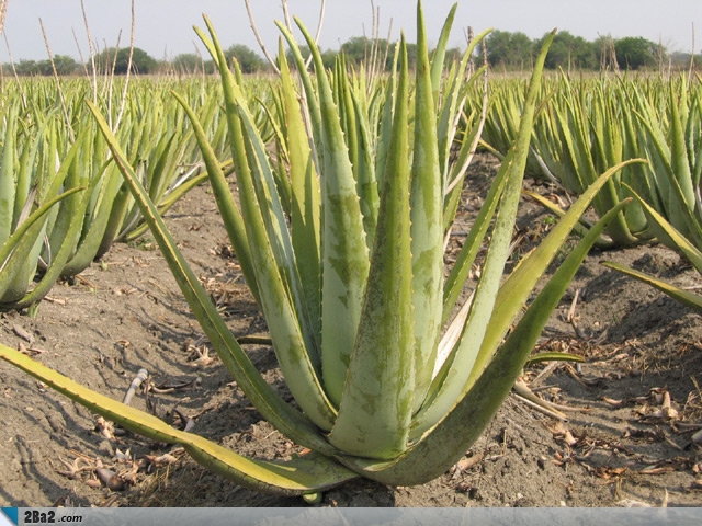 آشنایی با خواص درمانی گیاه دارویی آلوئه یا صبر زرد (آلوورا) Aloe vera