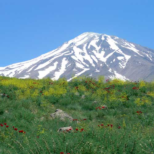 ایران دارای ۲۳۰۰ گونه گیاه دارویی و ۱۷۲۸ گونه انحصاری است