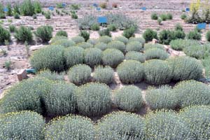 استان بوشهر مستعد پرورش گیاهان دارویی