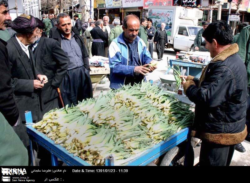 بسیاری از گیاهان دارویی بومی استان کرمانشاه در خطر انقراض هستند