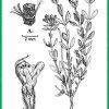 Teucrium stocksianum مریم نخودی بلوچستانی