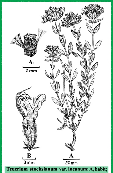 بررسی ترکیبات شیمیایی اسانس گیاه مریم ‌نخودی بلوچستانی (Teucrium stocksianum Boiss. subsp. stocksianum)