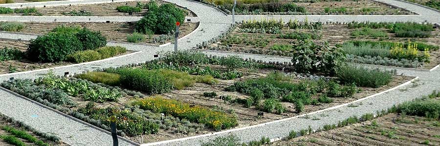 باغ گیاهان دارویی در منطقه گردشگری عطار احداث می‌شود