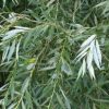 بید سفید Salix alba