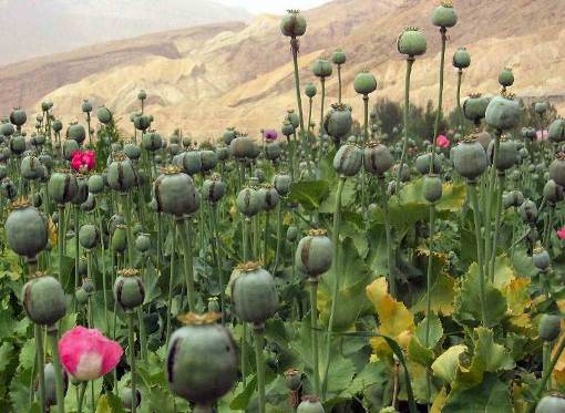 توزیع بذر ارقام جدید و پر محصول خشخاش بین افغان ها!