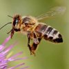 زنبور عسل honeybee