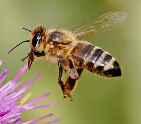 گیاهان برای جلب زنبورها از کافئین کمک می گیرند