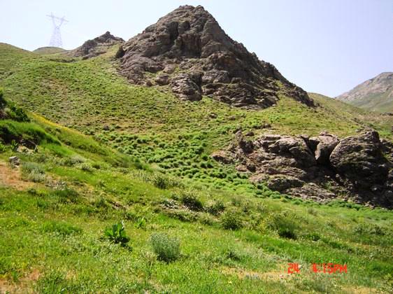 شناسایی ۲۱۲ گونه گیاه دارویی در زنجان