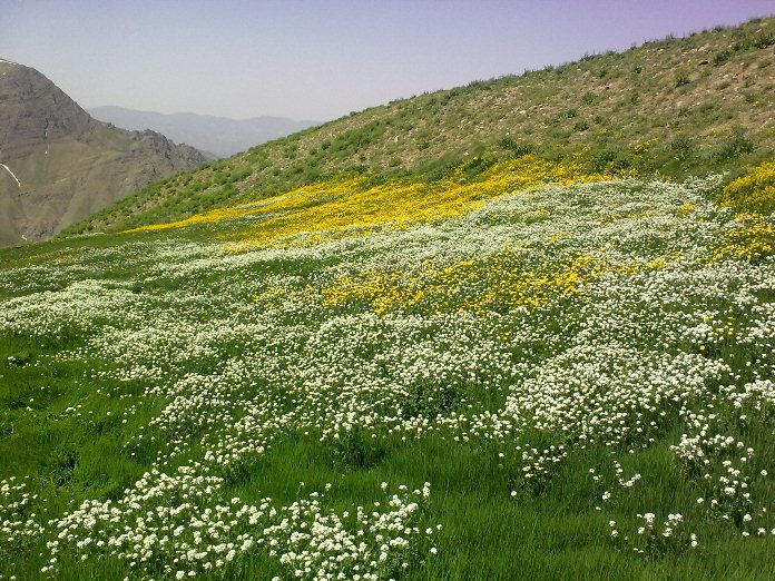 نجات گونه‌های گیاهان دارویی بومی ایران با نیکوکاری سبز