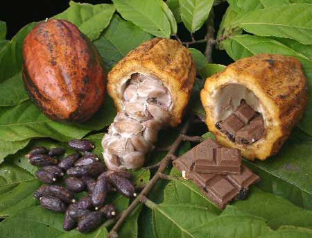 آشنایی با درخت کاکائو Theobroma cacao