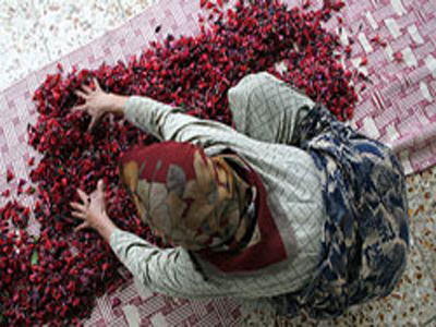 تولید یک تن “گل گاو زبان خشک” در  آزادشهر گلستان