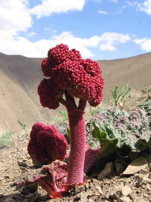 شناسایی ریشه‌کنی ۵۰۰ کیلو گیاه ریواس در ارتفاعات البرز