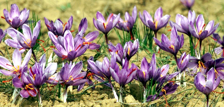 کاشت بیش از ۳۸۰۰ هکتار زعفران در لرستان