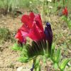 گل گاو زبان ایرانی Echium amoenum