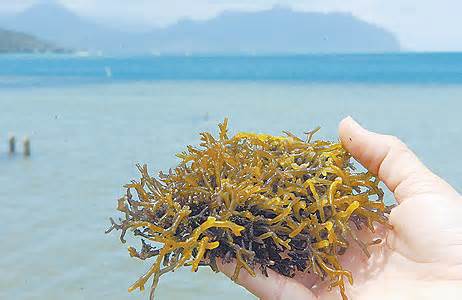 استفاده از گیاهان دریایی برای تولید دارو